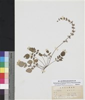 藏品(阿里山紫花鼠尾草)的圖片